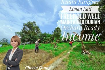 Kuala Kangsar Liman Kati Freehold Well-maintained Durian Orchard With Ready Income 