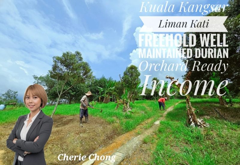 Kuala Kangsar Liman Kati Freehold Well-maintained Durian Orchard With Ready Income 