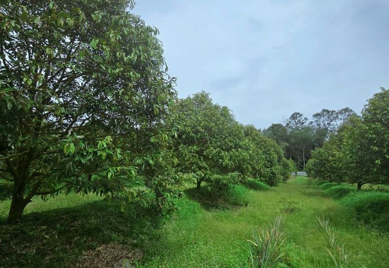 Kuala Kangsar Padang Rengas Premium Durian Orchard With Stream Well-maintained 