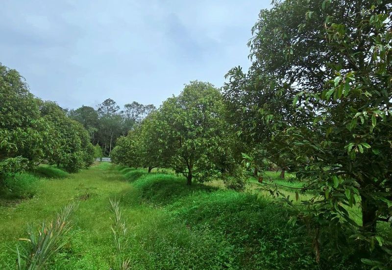Kuala Kangsar Padang Rengas Premium Durian Orchard With Stream Well-maintained 