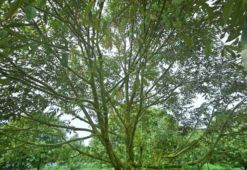 Kuala Kangsar Padang Rengas Premium Durian Orchard With Stream Well-maintained 