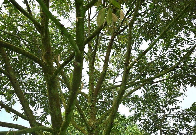 Kuala Kangsar Padang Rengas Premium Durian Orchard With Stream Well-maintained 