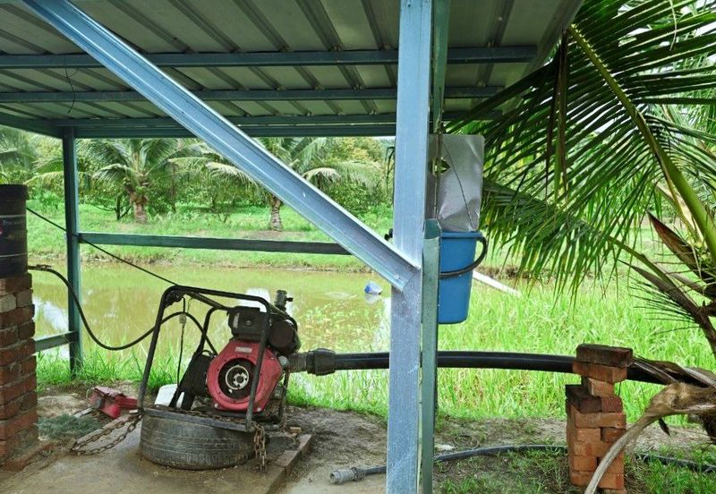 Kuala Kangsar Padang Rengas Premium Durian Orchard With Stream Well-maintained 