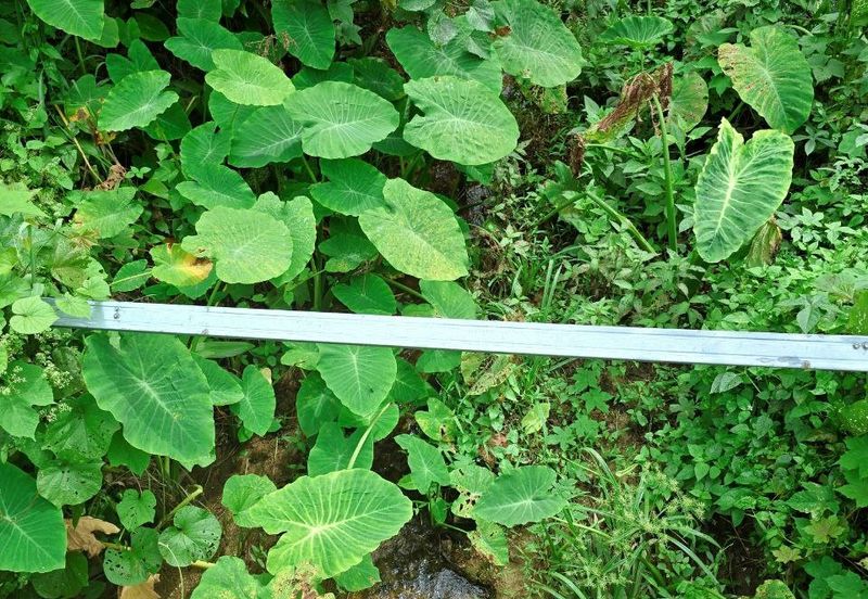 Kuala Kangsar Padang Rengas Premium Durian Orchard With Stream Well-maintained 