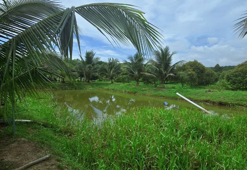 Kuala Kangsar Padang Rengas Premium Durian Orchard With Stream Well-maintained 