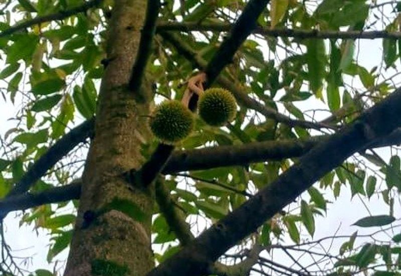 Kuala Kangsar Padang Rengas Premium Durian Orchard With Stream Well-maintained 