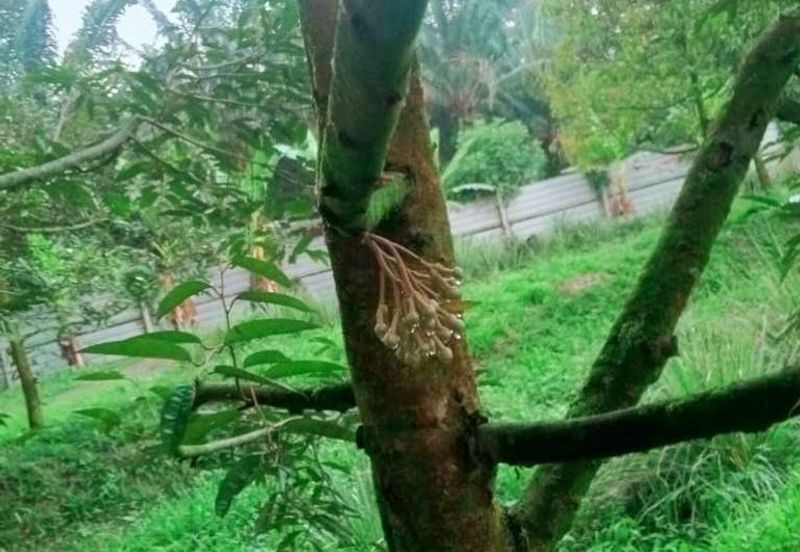 Kuala Kangsar Padang Rengas Premium Durian Orchard With Stream Well-maintained 