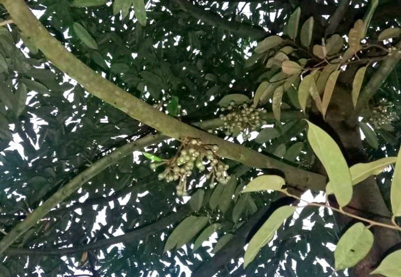 Kuala Kangsar Padang Rengas Premium Durian Orchard With Stream Well-maintained 