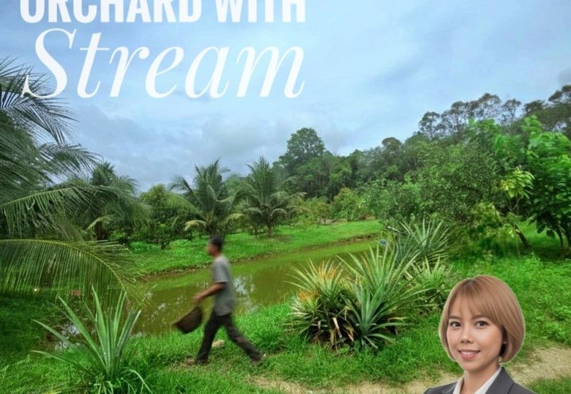 Kuala Kangsar Padang Rengas Premium Durian Orchard With Stream Well-maintained 