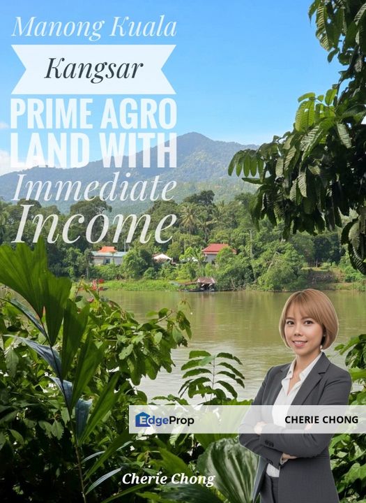 Manong Kuala Kangsar Prime Agricultural Land With Immediate Income , Perak, Kuala Kangsar
