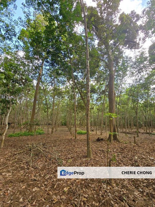 Manong Kuala Kangsar Prime Agricultural Land With Immediate Income , Perak, Kuala Kangsar