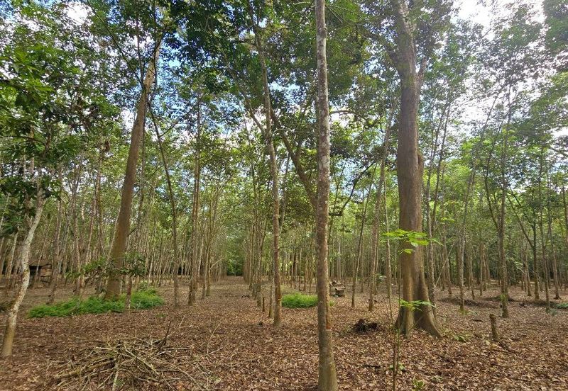 Manong Kuala Kangsar Prime Agricultural Land With Immediate Income 