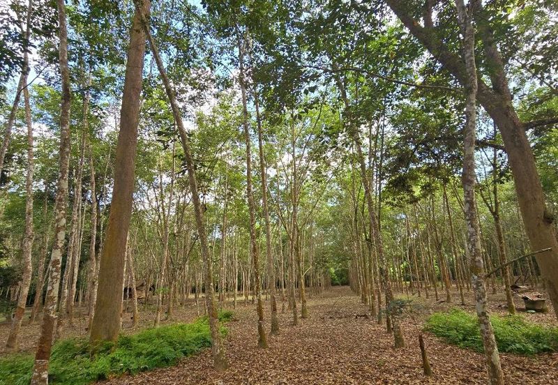 Manong Kuala Kangsar Prime Agricultural Land With Immediate Income 