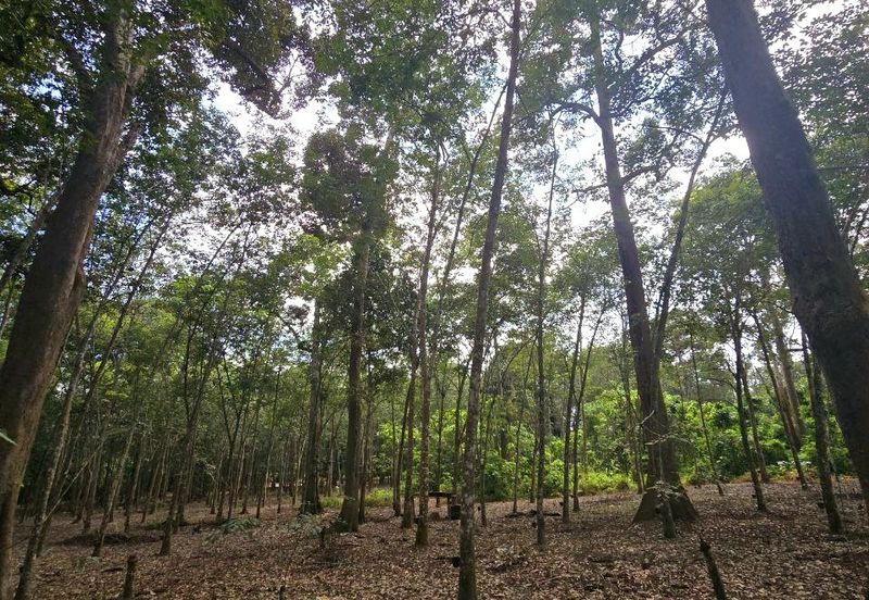 Manong Kuala Kangsar Prime Agricultural Land With Immediate Income 