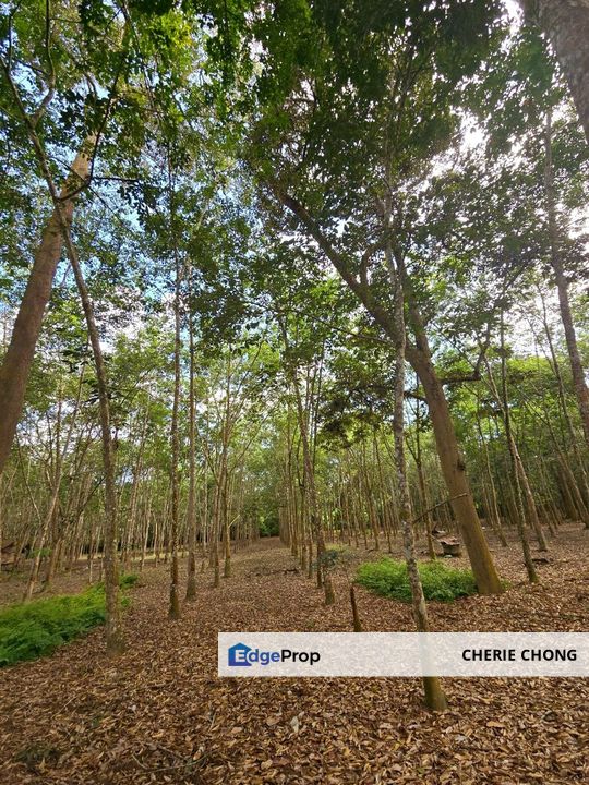 Manong Kuala Kangsar Prime Agricultural Land With Immediate Income , Perak, Kuala Kangsar