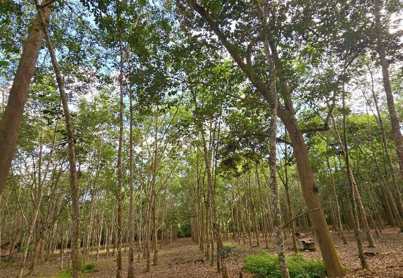 Manong Kuala Kangsar Prime Agricultural Land With Immediate Income 