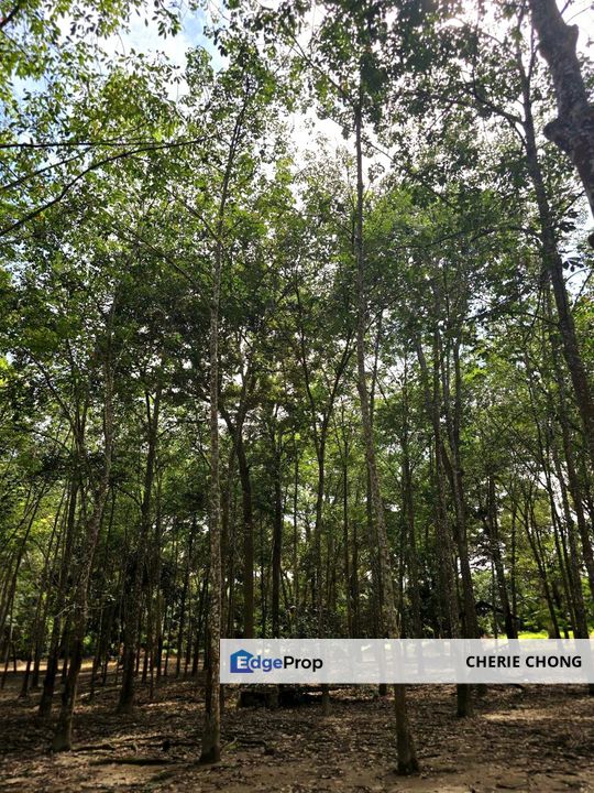 Manong Kuala Kangsar Prime Agricultural Land With Immediate Income , Perak, Kuala Kangsar