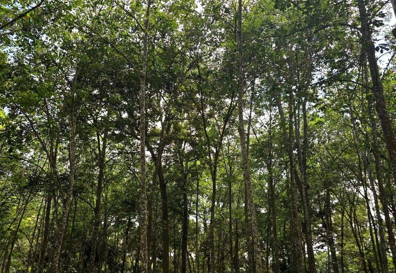 Manong Kuala Kangsar Prime Agricultural Land With Immediate Income 