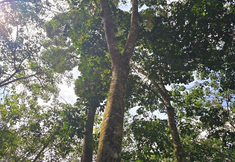 Manong Kuala Kangsar Prime Agricultural Land With Immediate Income 