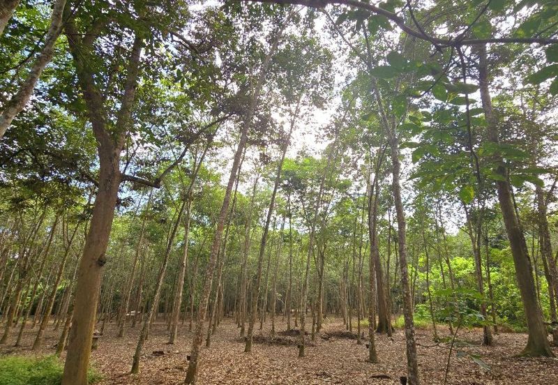 Manong Kuala Kangsar Prime Agricultural Land With Immediate Income 