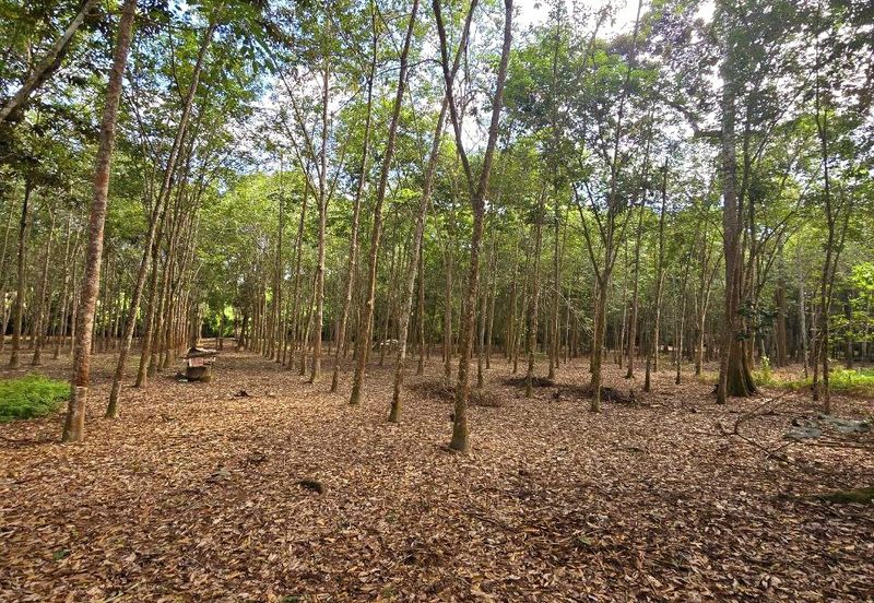 Manong Kuala Kangsar Prime Agricultural Land With Immediate Income 