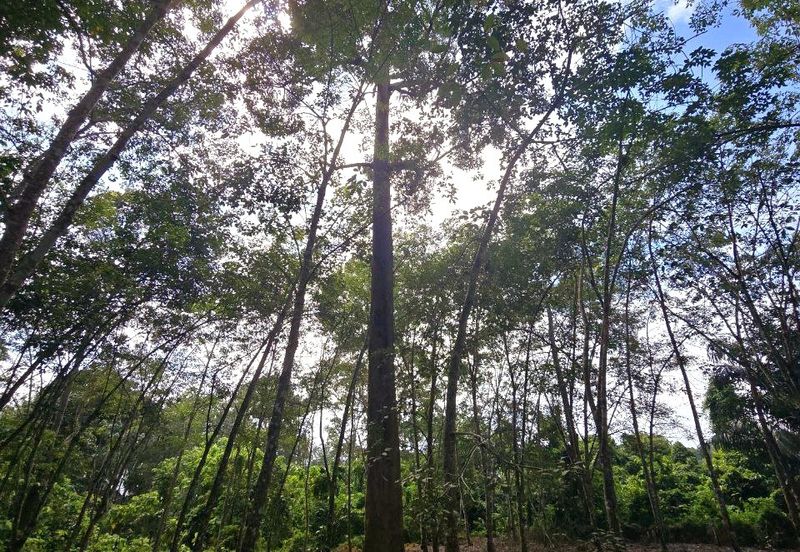 Manong Kuala Kangsar Prime Agricultural Land With Immediate Income 