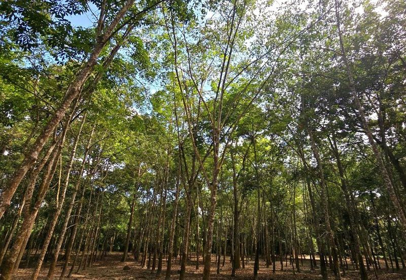 Manong Kuala Kangsar Prime Agricultural Land With Immediate Income 