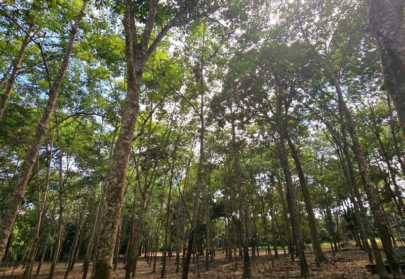 Manong Kuala Kangsar Prime Agricultural Land With Immediate Income 