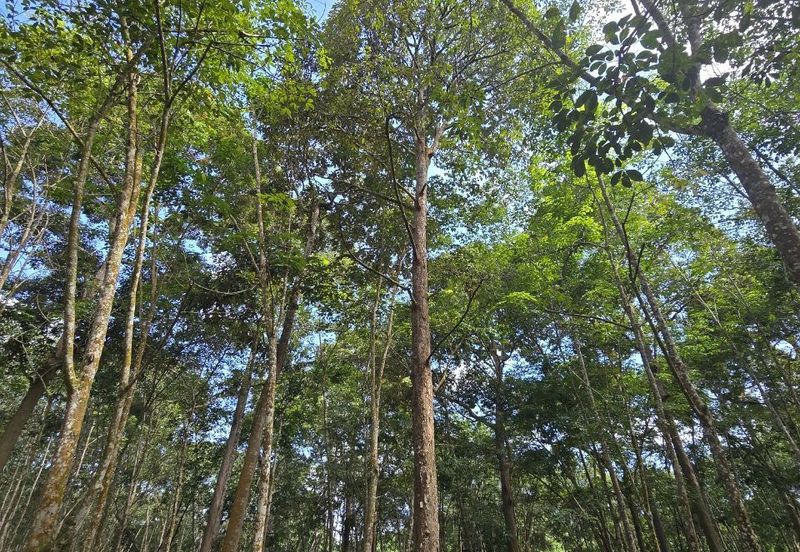 Manong Kuala Kangsar Prime Agricultural Land With Immediate Income 