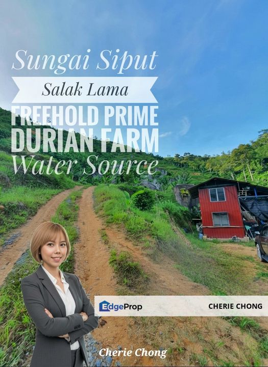 Sungai Siput Salak Lama Freehold Prime Durian Farm With Water Source , Perak, Ipoh
