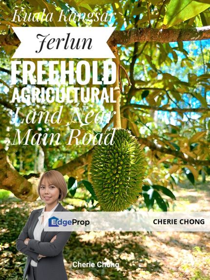 Kuala Kangsar Jerlun Nice Freehold Durian Orchard Agricultural Land Near Main Road With Water Source , Perak, Kuala Kangsar