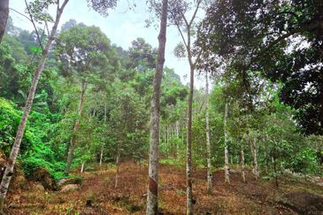 Lenggong Sauk Kuala Kangsar Freehold Durian & Rubber Farm With Water Source Easy Access Resort Type