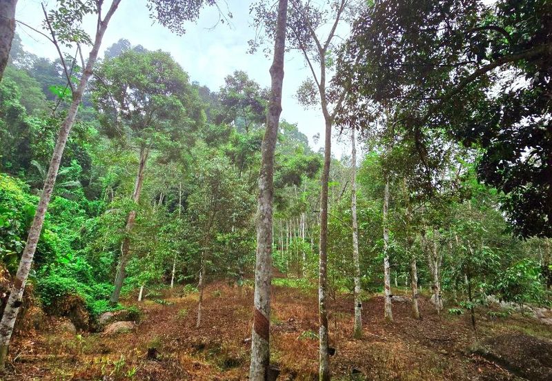 Lenggong Sauk Kuala Kangsar Freehold Durian & Rubber Farm With Water Source Easy Access Resort Type