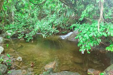 Lenggong Sauk Kuala Kangsar Freehold Durian & Rubber Farm With Water Source Easy Access Resort Type