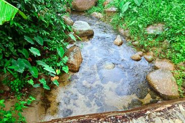 Lenggong Sauk Kuala Kangsar Freehold Durian & Rubber Farm With Water Source Easy Access Resort Type