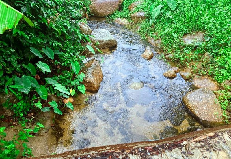 Lenggong Sauk Kuala Kangsar Freehold Durian & Rubber Farm With Water Source Easy Access Resort Type