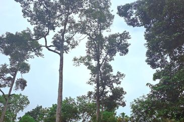 Lenggong Sauk Kuala Kangsar Freehold Durian & Rubber Farm With Water Source Easy Access Resort Type