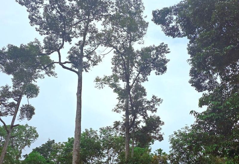 Lenggong Sauk Kuala Kangsar Freehold Durian & Rubber Farm With Water Source Easy Access Resort Type