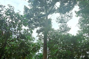 Lenggong Sauk Kuala Kangsar Freehold Durian & Rubber Farm With Water Source Easy Access Resort Type