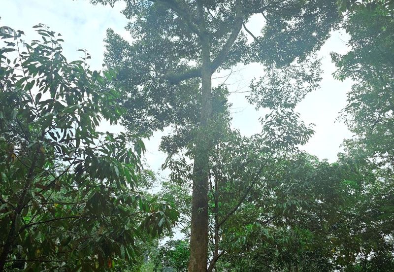 Lenggong Sauk Kuala Kangsar Freehold Durian & Rubber Farm With Water Source Easy Access Resort Type