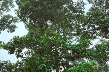 Lenggong Sauk Kuala Kangsar Freehold Durian & Rubber Farm With Water Source Easy Access Resort Type