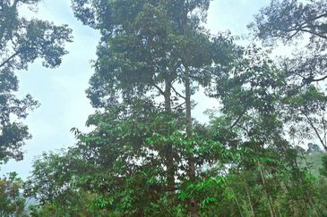 Lenggong Sauk Kuala Kangsar Freehold Durian & Rubber Farm With Water Source Easy Access Resort Type