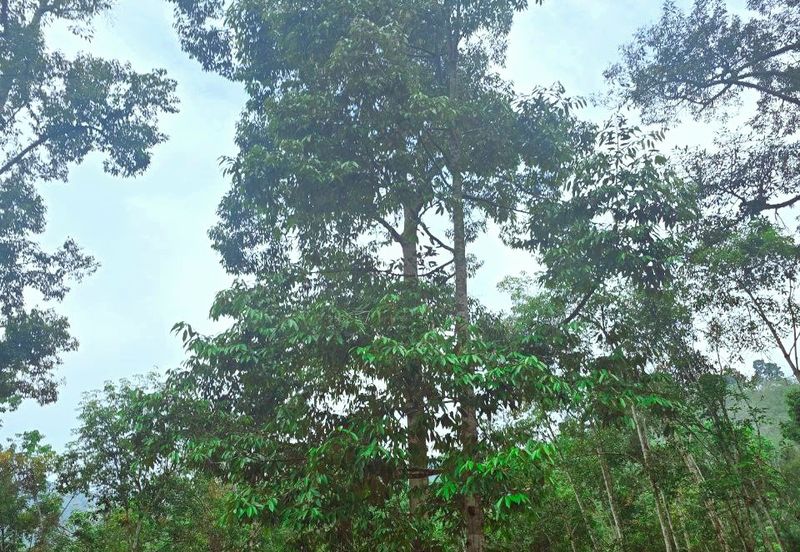 Lenggong Sauk Kuala Kangsar Freehold Durian & Rubber Farm With Water Source Easy Access Resort Type