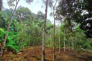 Lenggong Sauk Kuala Kangsar Freehold Durian & Rubber Farm With Water Source Easy Access Resort Type