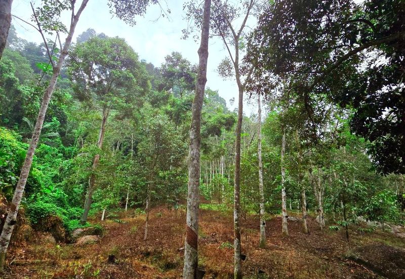 Lenggong Sauk Kuala Kangsar Freehold Durian & Rubber Farm With Water Source Easy Access Resort Type