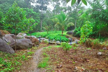 Lenggong Sauk Kuala Kangsar Freehold Durian & Rubber Farm With Water Source Easy Access Resort Type