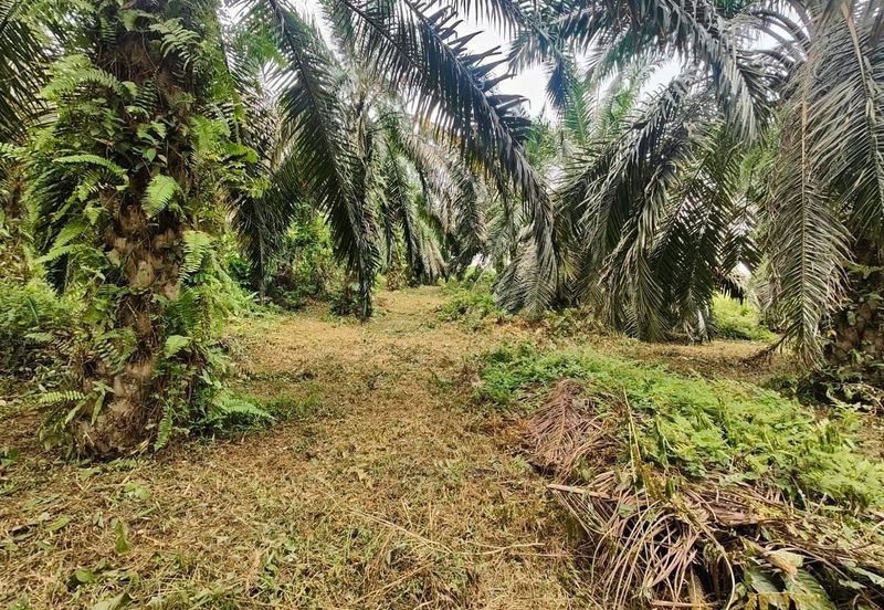 Padang Rengas Kuala Kangsar Freehold Palm Oil Land With Ready Income 