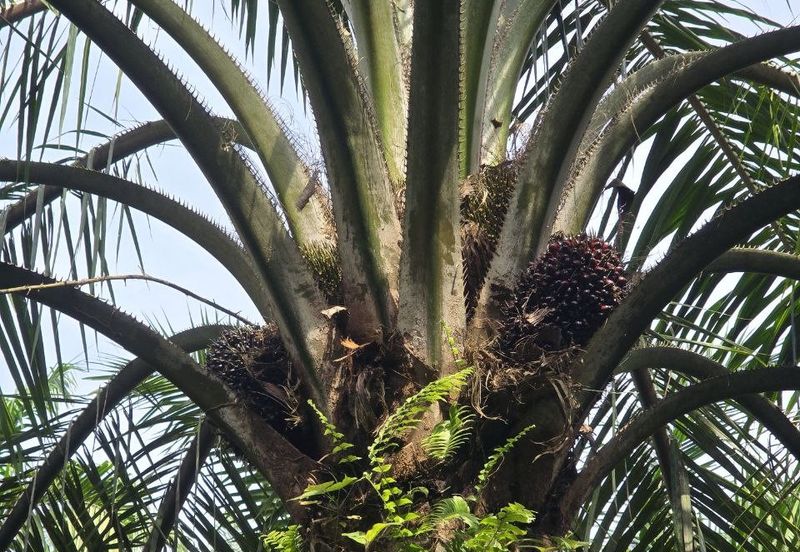 Padang Rengas Kuala Kangsar Freehold Palm Oil Land With Ready Income 