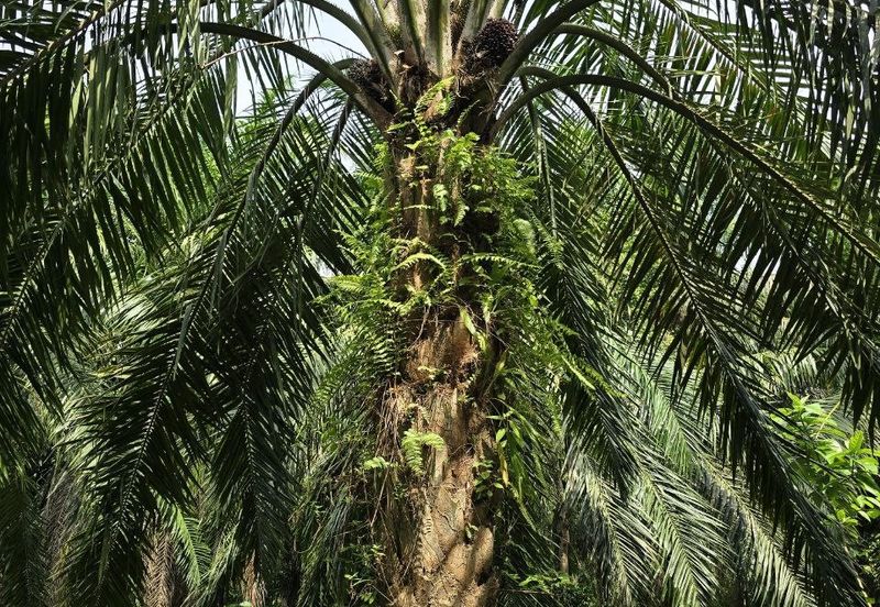 Padang Rengas Kuala Kangsar Freehold Palm Oil Land With Ready Income 