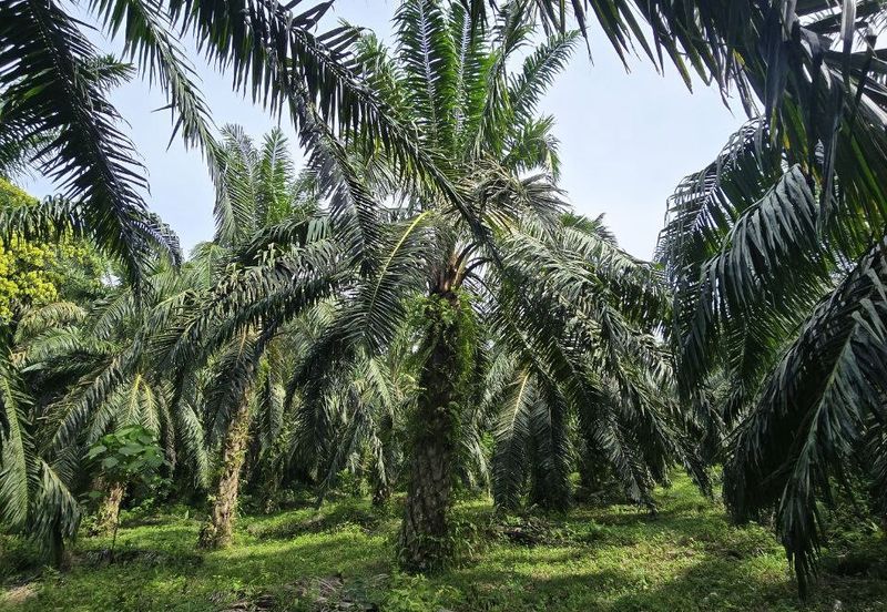 Padang Rengas Kuala Kangsar Freehold Palm Oil Land With Ready Income 